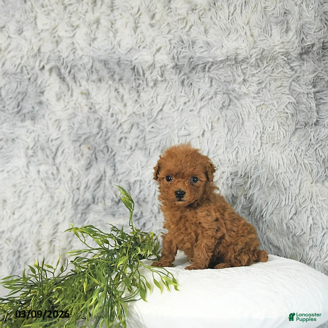 Toy Poodle dogs for sale: Cody - Ad 2