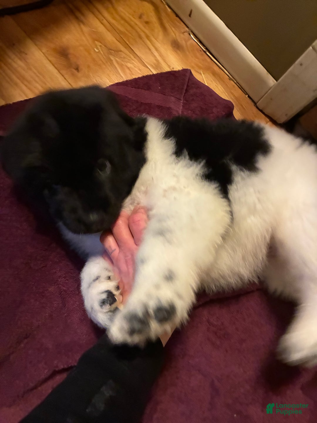Newfoundland dogs for sale: Newfoundland Puppy 3 - Ad 2