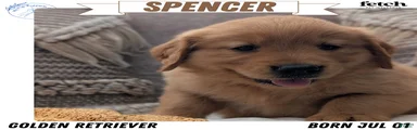 Spencer 