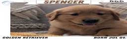 Golden Retriever dogs for sale: Spencer  - Ad 1