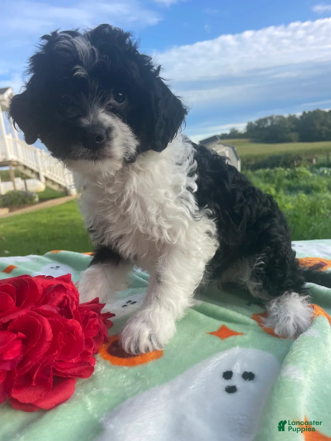 Miniature Poodle dogs for sale: Cookie - Ad 4