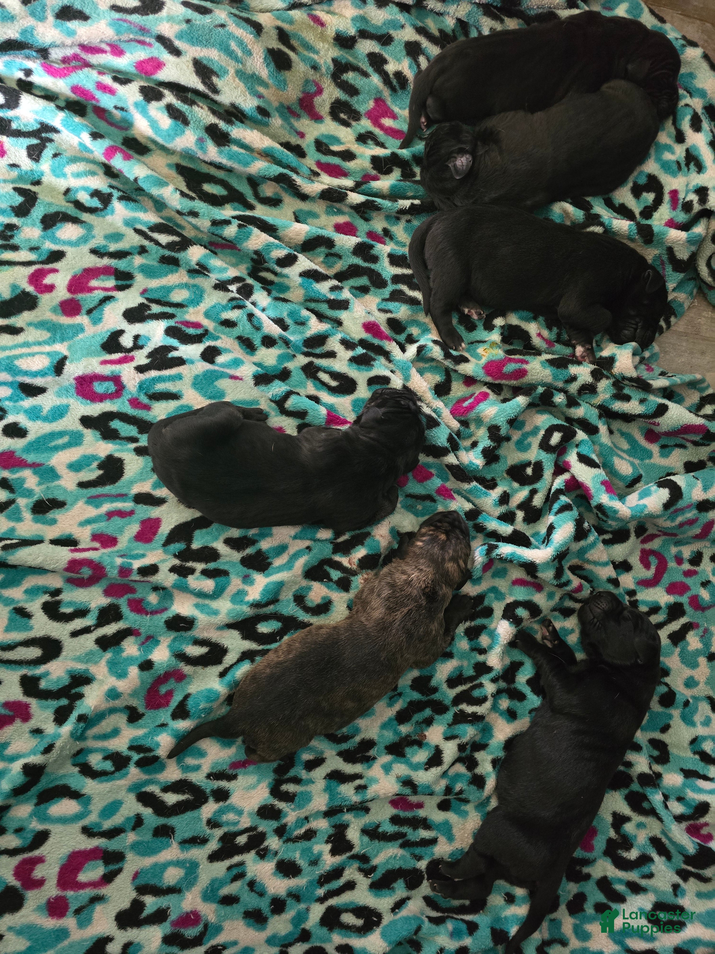 Mixed Breed dogs Mixed Breed 3 - Ad 1