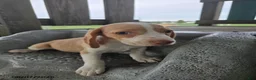 Beagle dogs for sale: Polina - Ad 3
