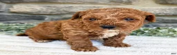 Toy Poodle dogs for sale: Teddy - Ad 4