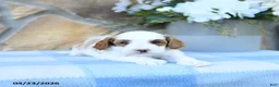 Cavapoo dogs for sale: Marshmallow - Ad 15