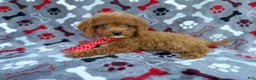Cockapoo dogs for sale: Dasher - Ad 3