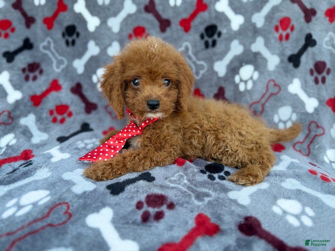 Cockapoo dogs for sale: Dasher - Ad 3