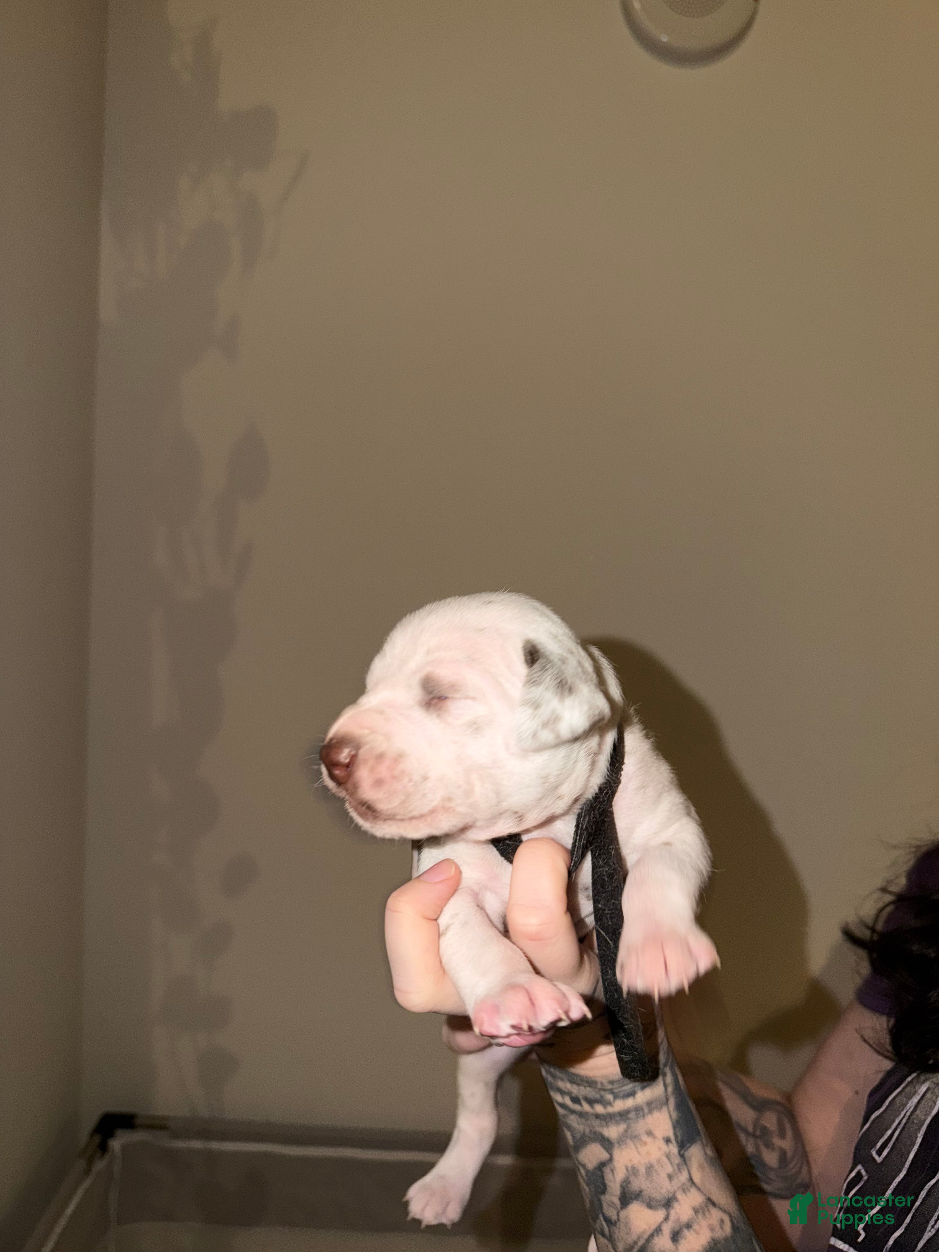 Dalmatian dogs Dalmatian Puppy 6 - Ad 8