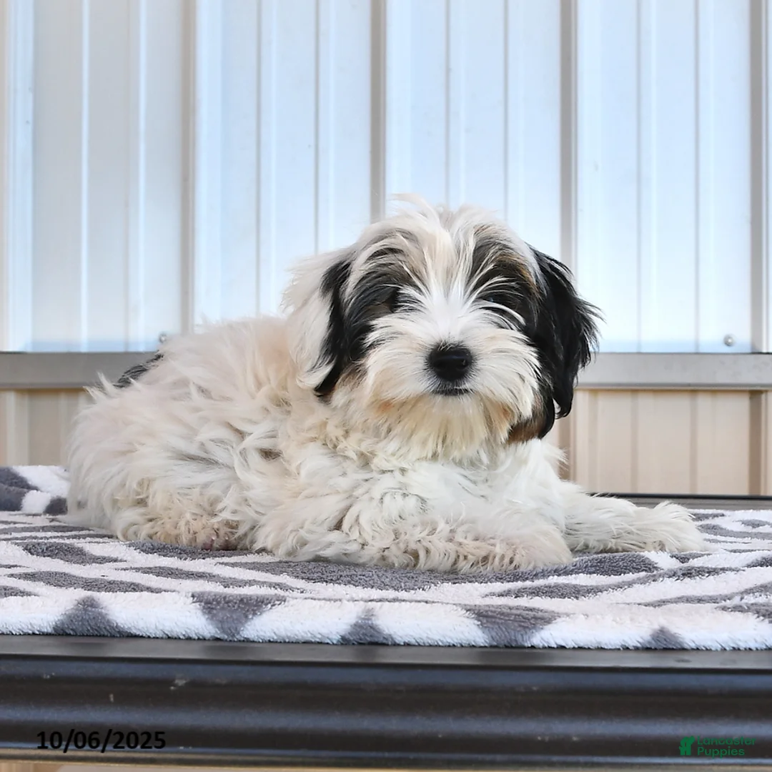 Biewer Terrier dogs for sale: Mervin - Ad 7