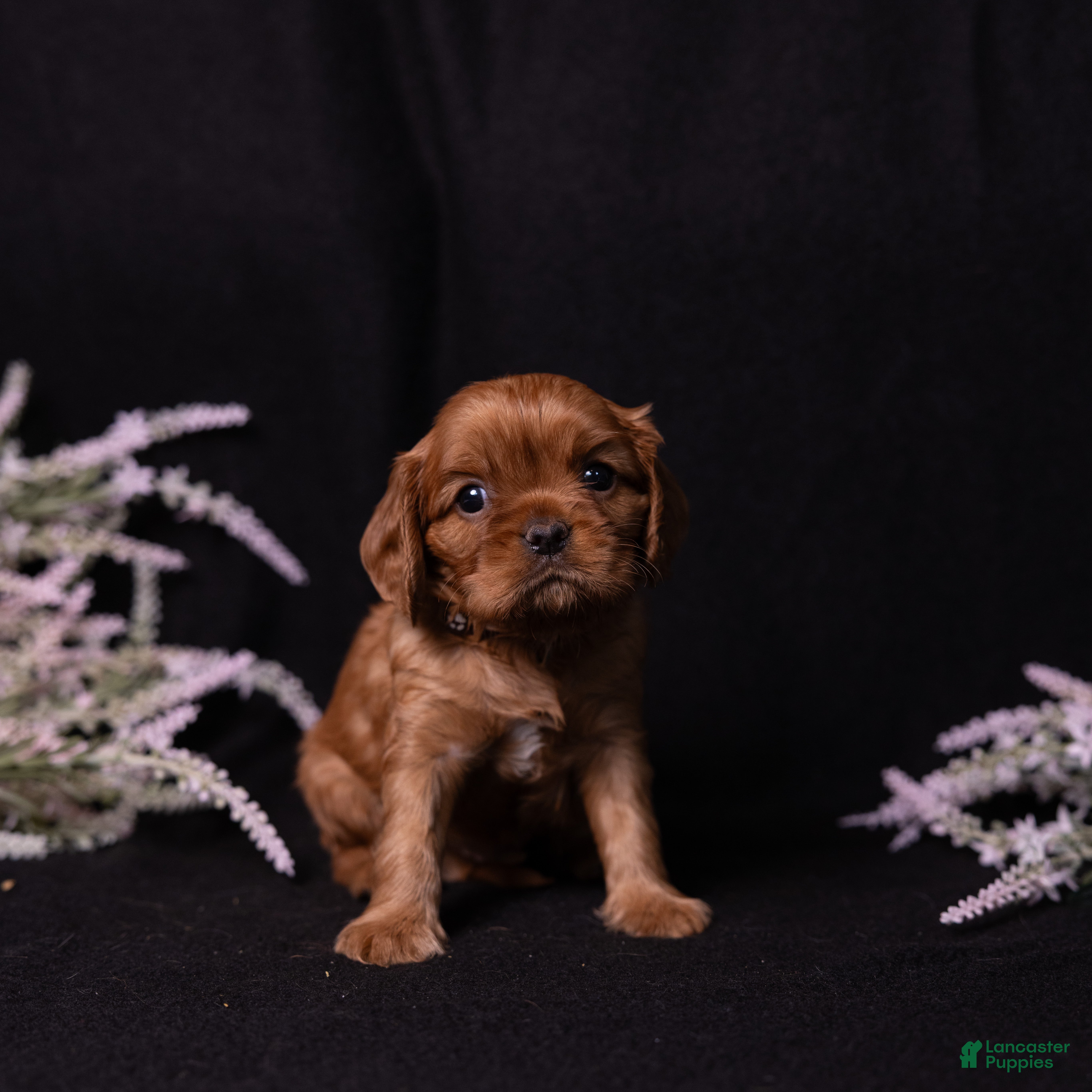 Cavalier King Charles Spaniel dogs Aristotle - Ad 2