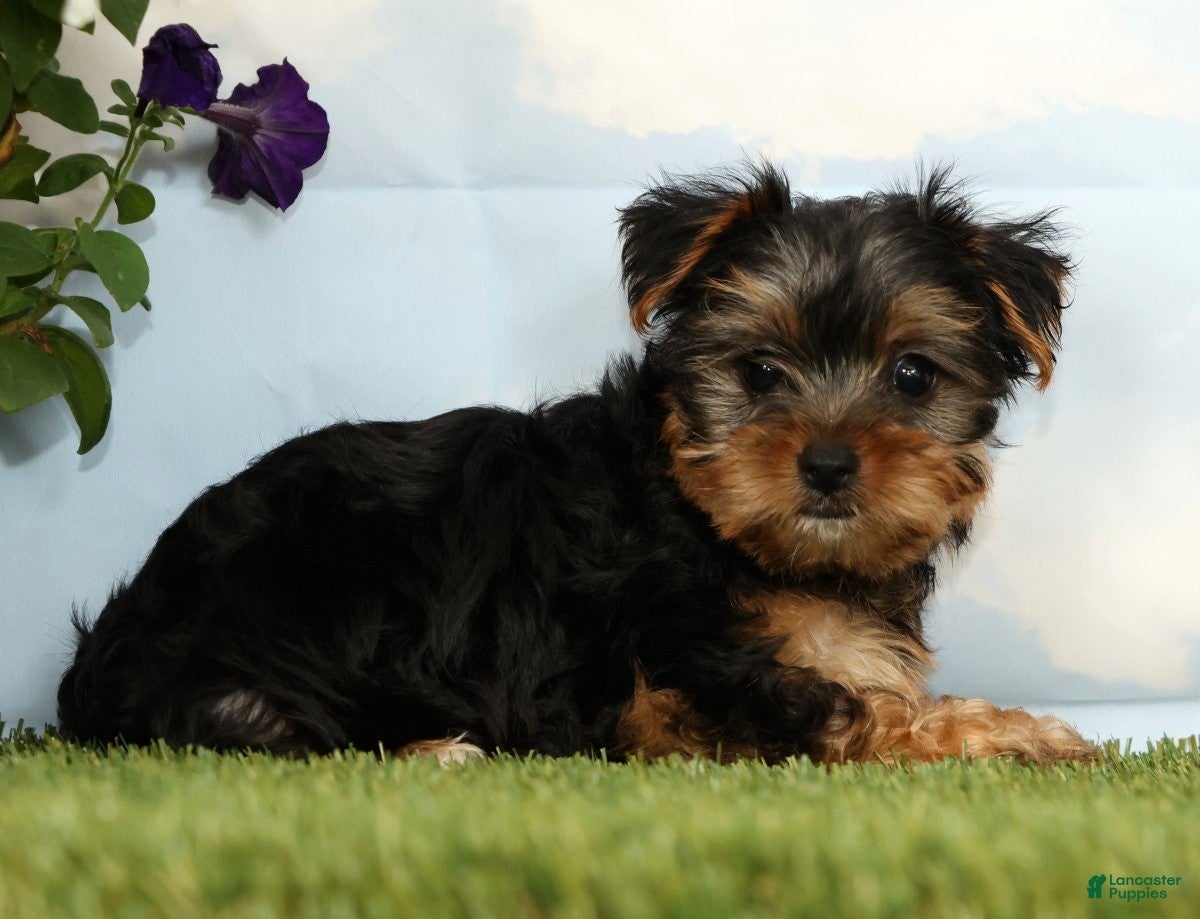Yorkshire Terrier dogs Keesha - Ad 2