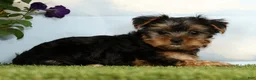 Yorkshire Terrier dogs for sale: Keesha - Ad 2