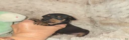 Miniature Pinscher dogs for sale: Mona black and rust  - Ad 12