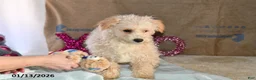 Bichpoo dogs for sale: Buster Brown - Ad 2