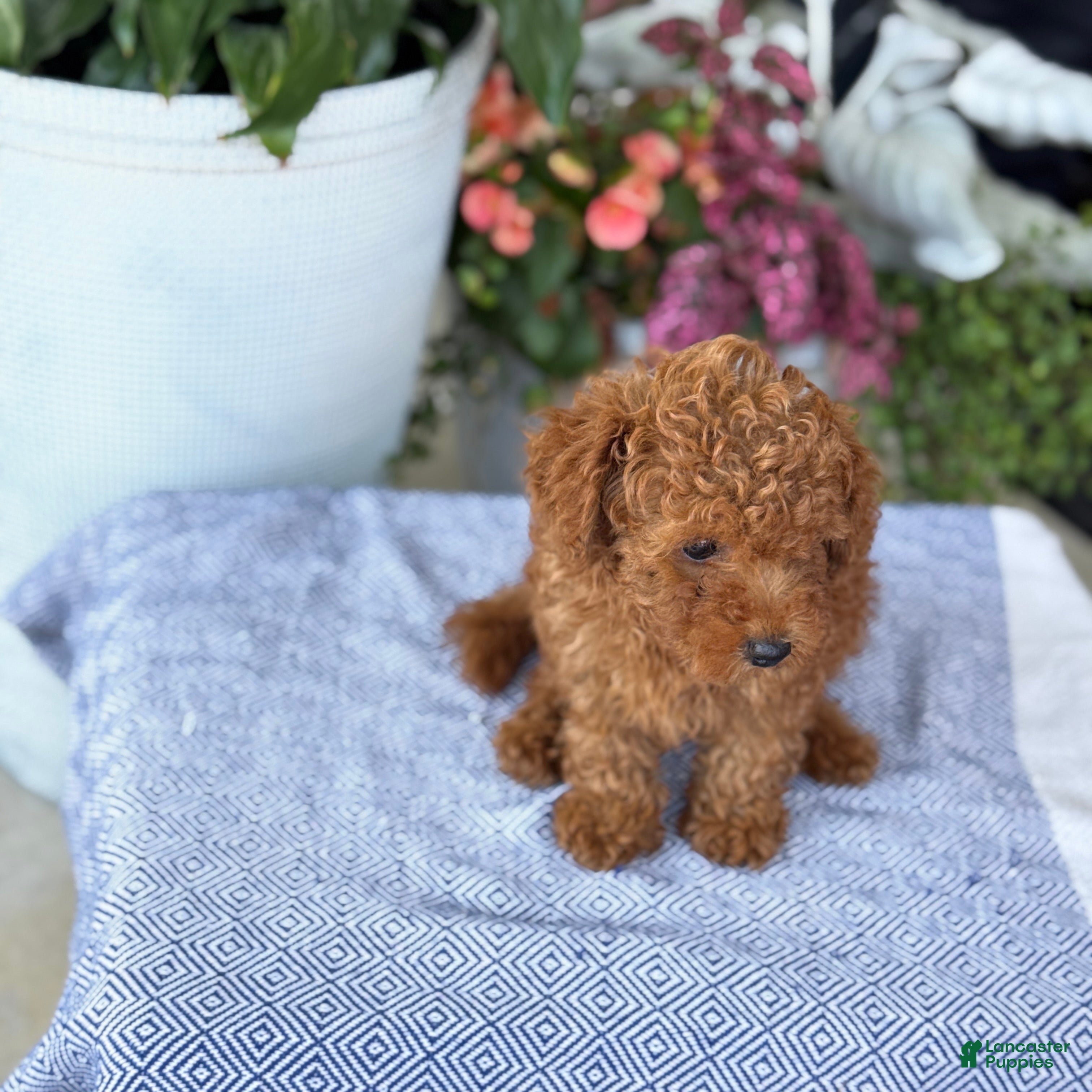 Toy Poodle dogs Mickey - Ad 2