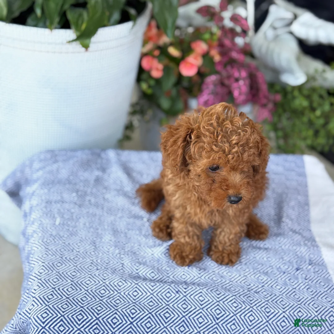 Toy Poodle dogs for sale: Mickey - Ad 2