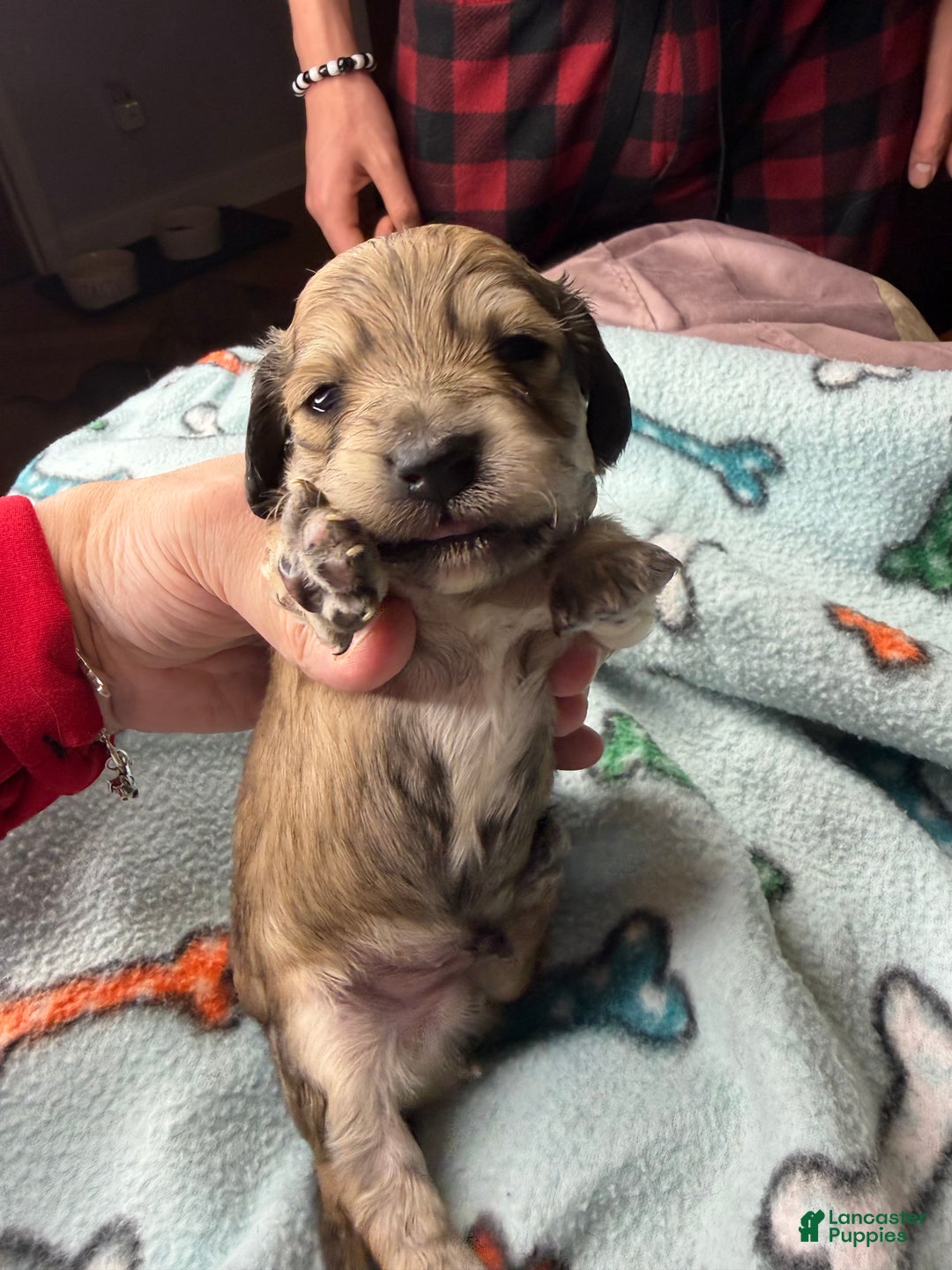 Miniature Dachshund dogs for sale: ee cream - Ad 34