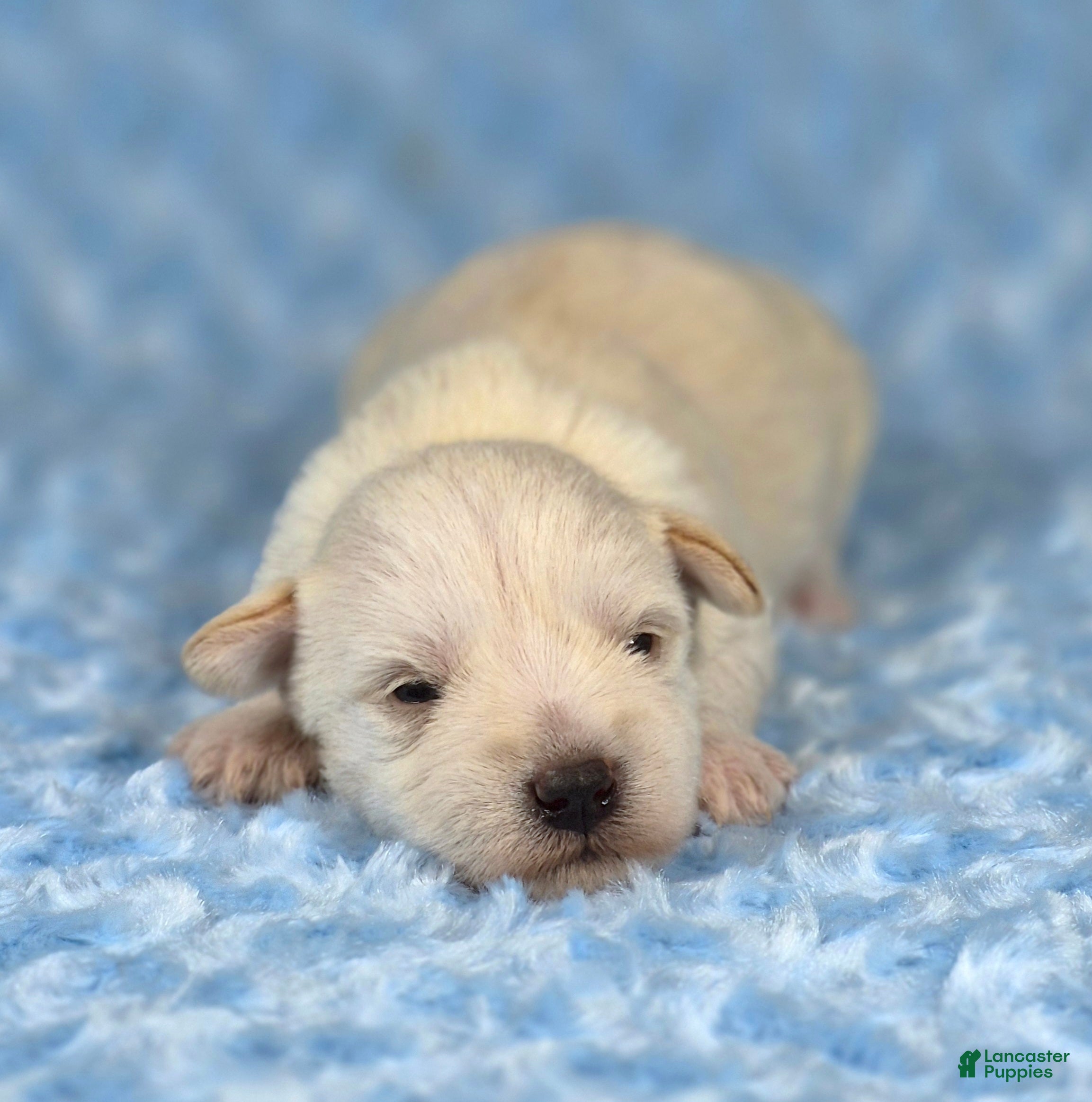 Miniature Schnauzer dogs Teddy - Ad 1