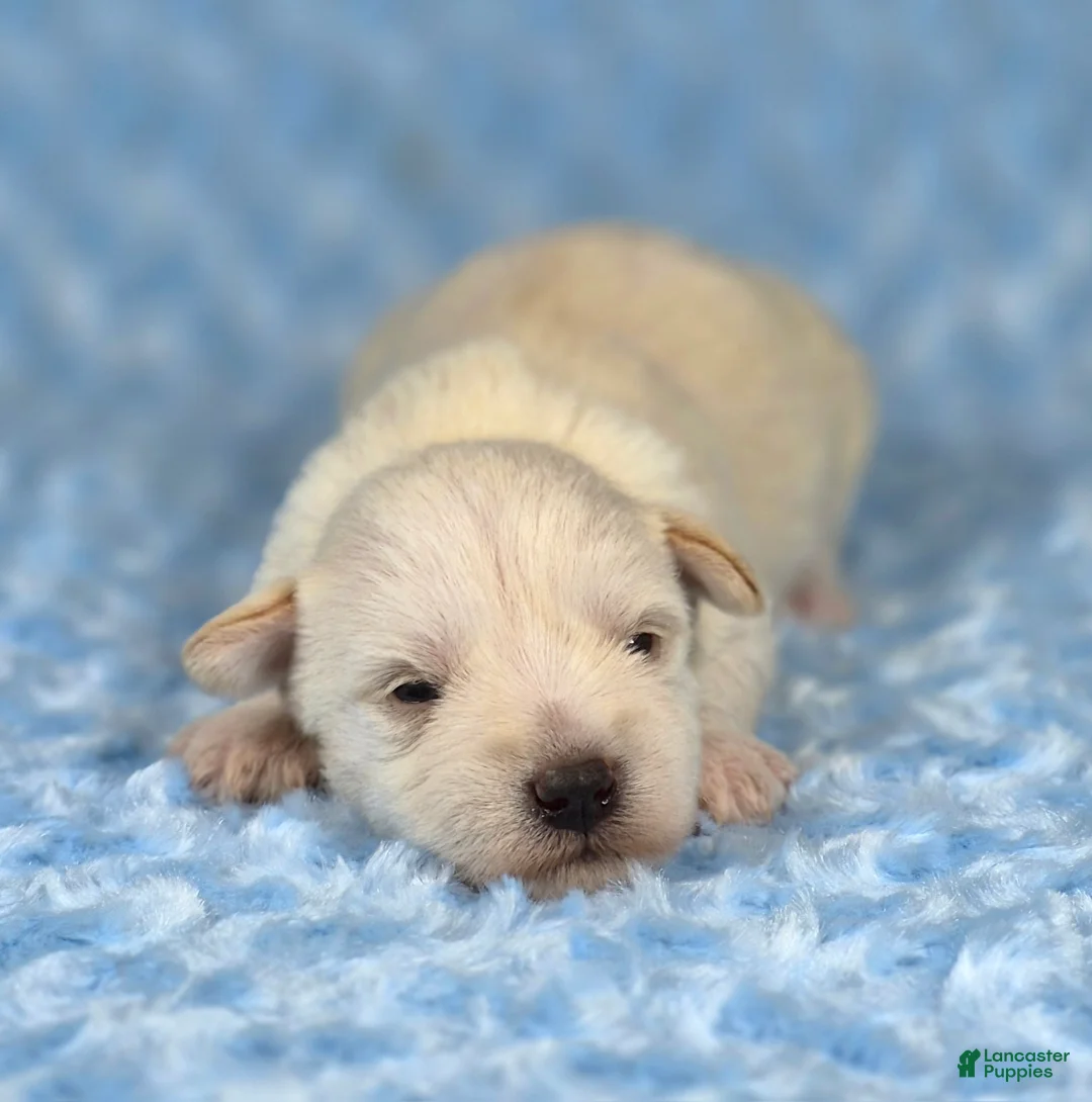 Miniature Schnauzer dogs for sale: Teddy - Ad 1