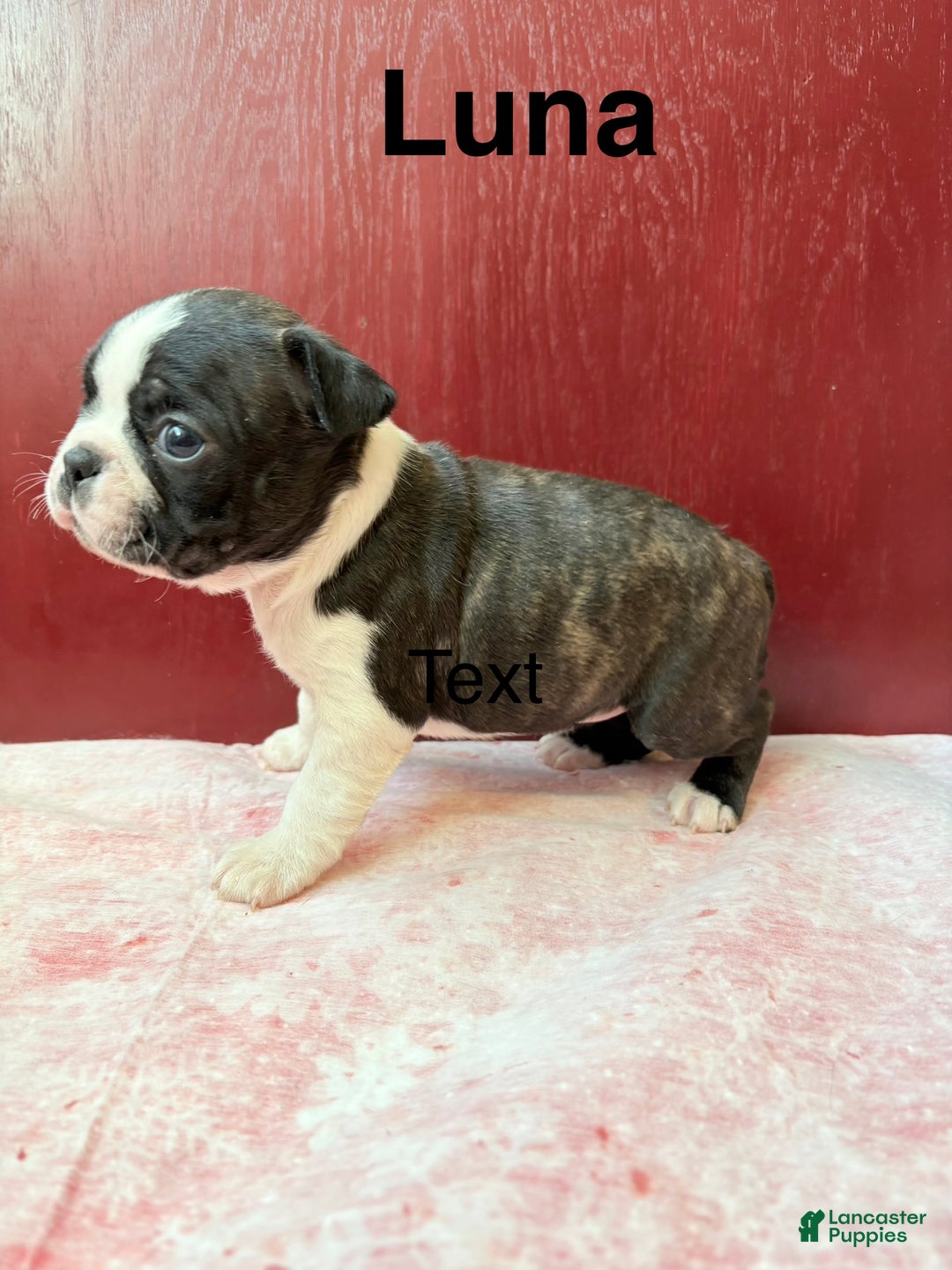 Boston Terrier dogs for sale: Boston Terrier Puppy 4 - Ad 4