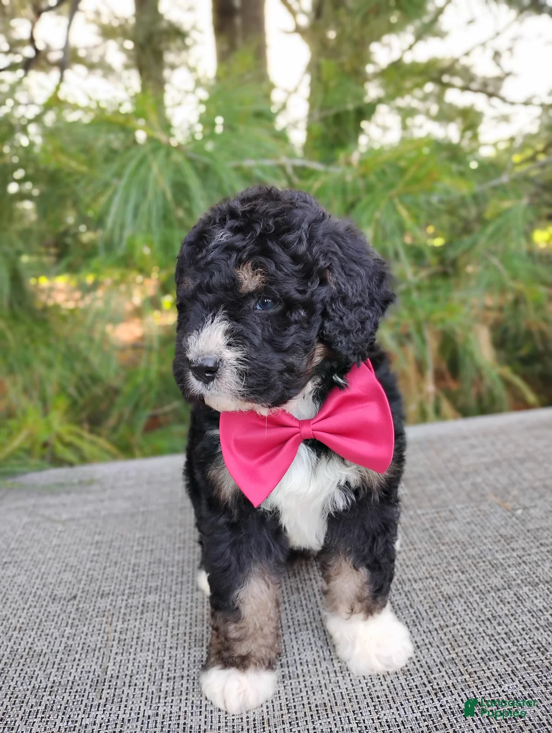 Bernedoodle dogs for sale: Teddy - Ad 4