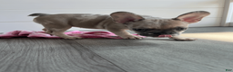 French Bulldog dogs for sale: DHALIA - Ad 3