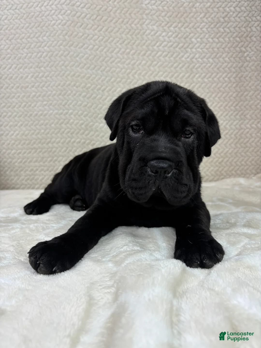 Mini Hippo dogs for sale: Mini Hippo Puppy 1 - Ad 5