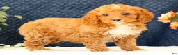 Cavapoo dogs for sale: Allie - Ad 6