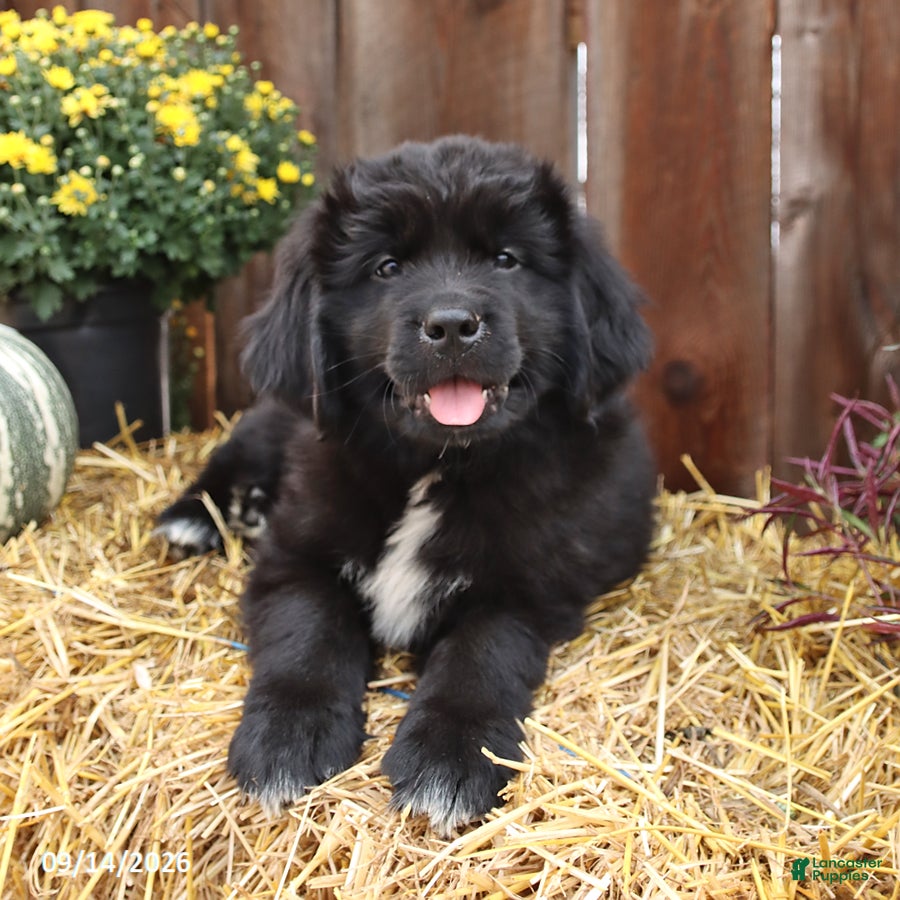 Newfoundland dogs Milky Way - Ad 2