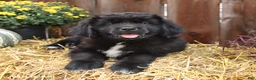 Newfoundland dogs for sale: Milky Way - Ad 2