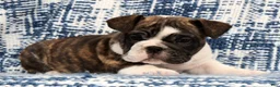 English Bulldog dogs for sale: Brutus - Ad 3