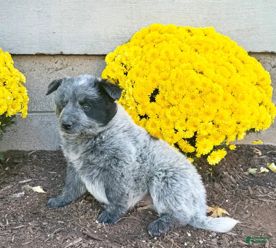 Australian Cattle Dog dogs for sale: Drew - Ad 6