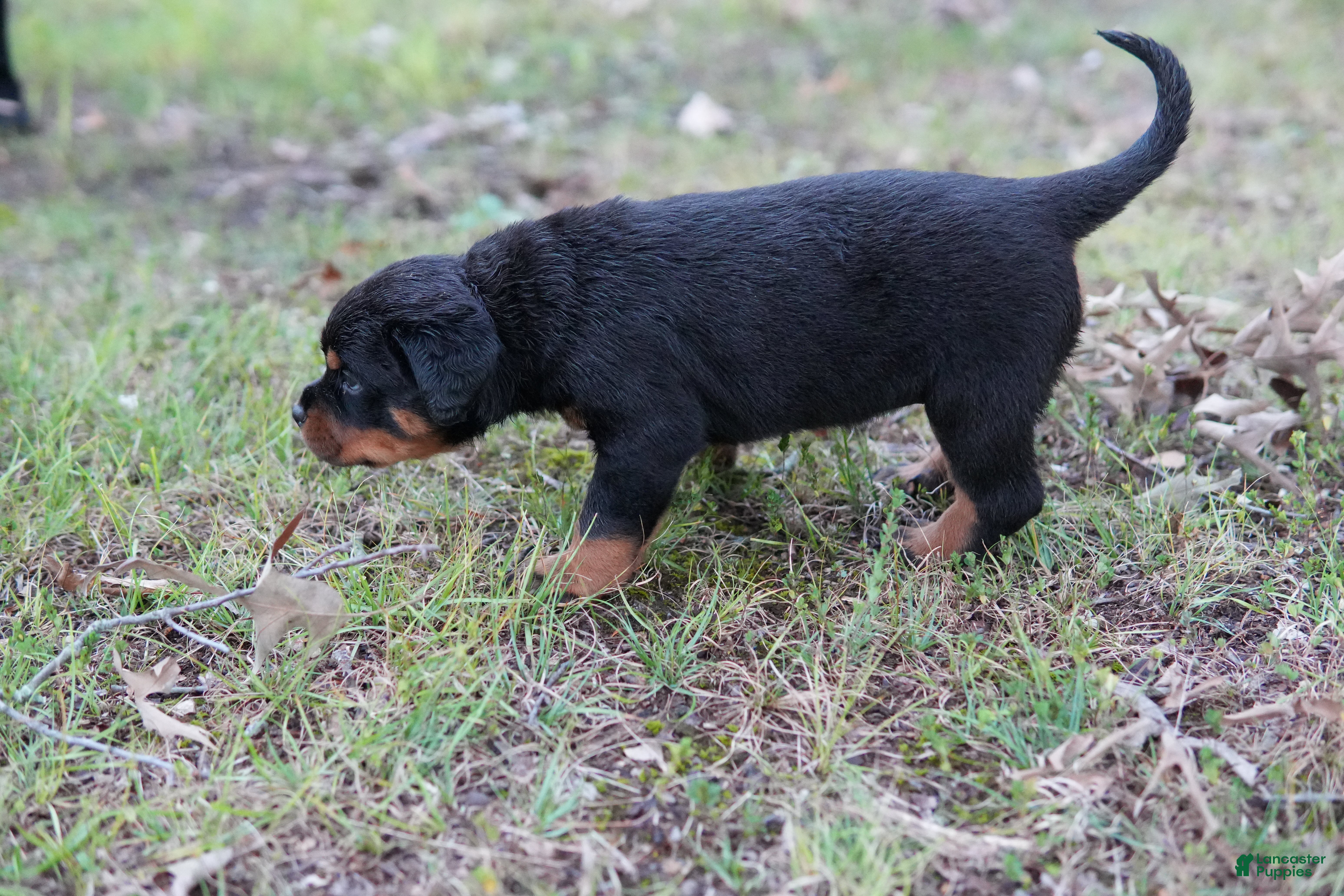 Rottweiler dogs Rottweiler 6 - Ad 12