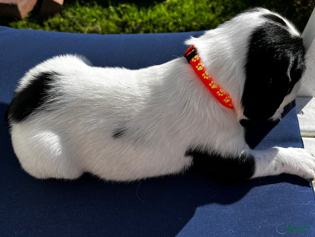 English Springer Spaniel dogs for sale: English Springer Spaniel Puppy 8 - Ad 2