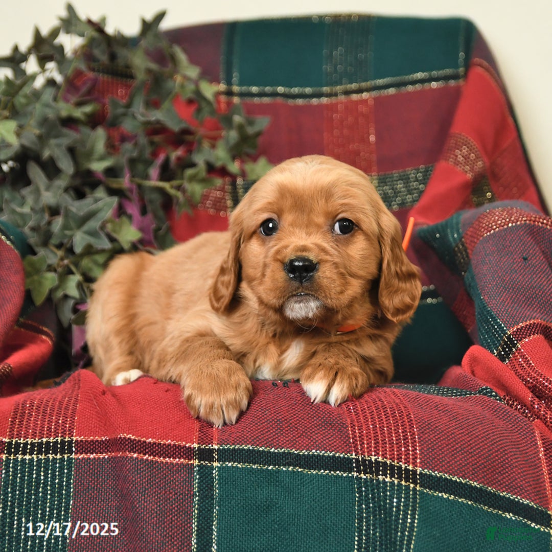 Miniature Golden Retriever dogs for sale: Barbie - Ad 2