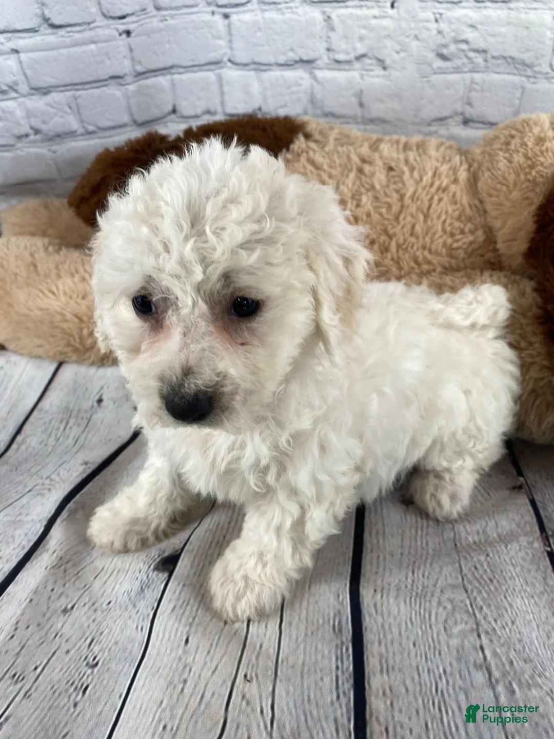 Bichon Frise dogs for sale: Harper - Ad 11