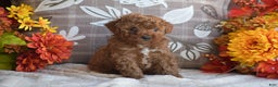 Miniature Poodle dogs for sale: Sheila - Ad 3