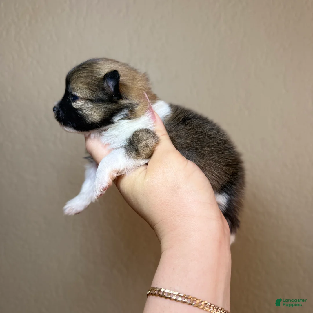 Pomeranian dogs for sale: Lady - Ad 8