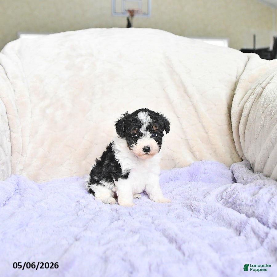 Toy Poodle dogs Brooklyn - Ad 2