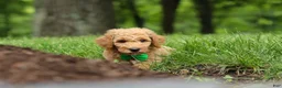 Standard Poodle dogs for sale: Leo - Ad 16