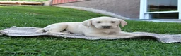 Labrador Retriever dogs for sale: Gunner - Ad 4