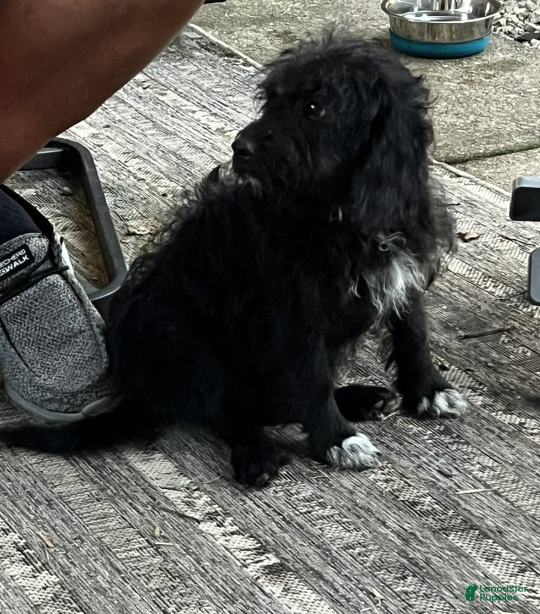 Mixed Breed dogs for sale: Sirius Black - Ad 2