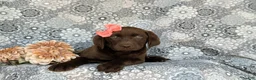 Labrador Retriever dogs for sale: Belinda - Ad 6