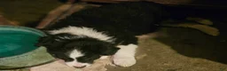 Border Collie dogs for sale: Elfrank (Call-Text) - Ad 9