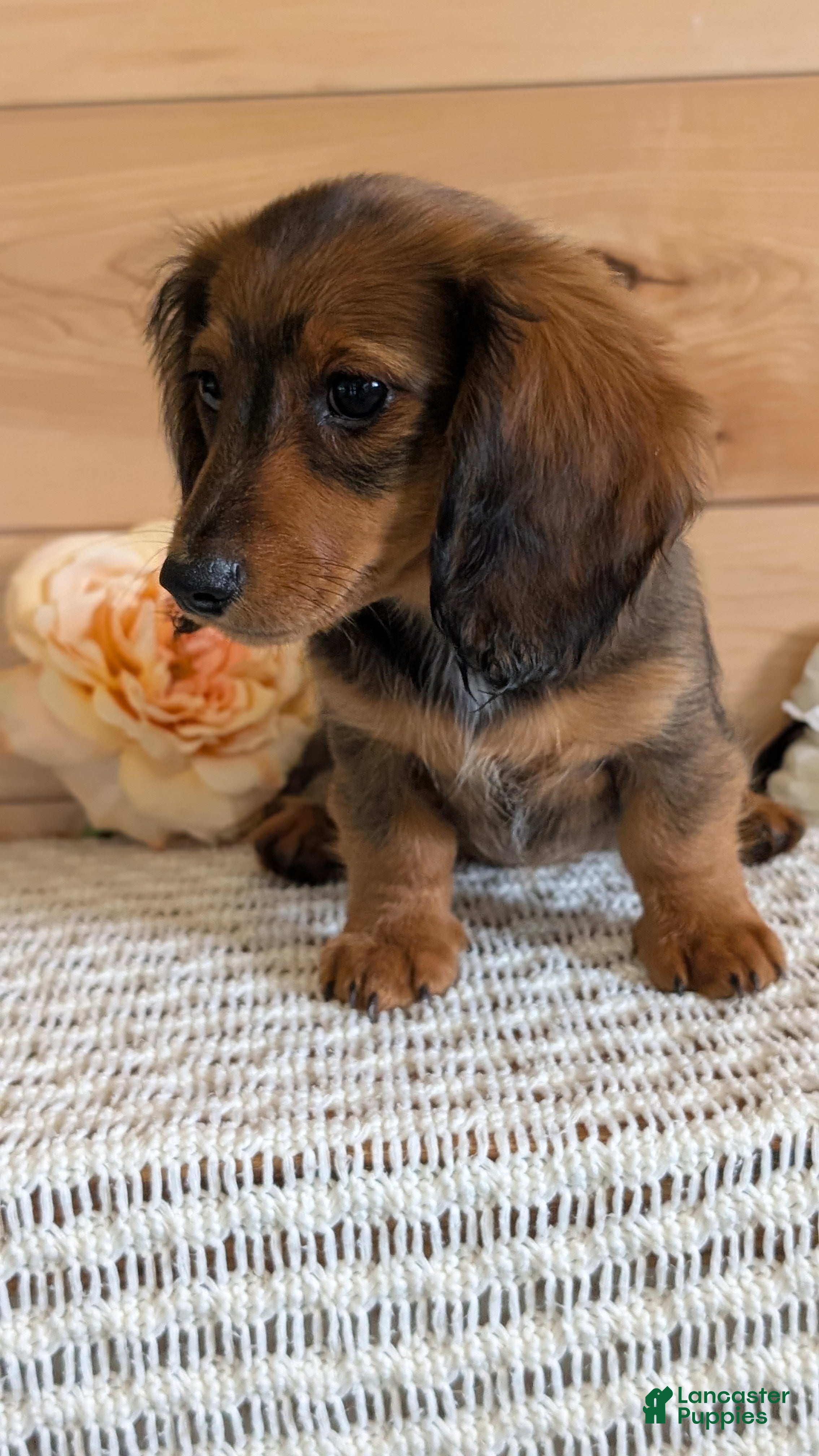 Miniature Dachshund dogs Rori - Ad 2