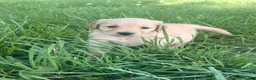 Golden Retriever dogs for sale: Bell - Ad 5