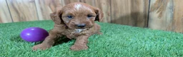 Cavapoo dogs for sale: Sadie Girl 1  - Ad 3