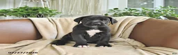 Great Dane dogs for sale: Bridget - Ad 1