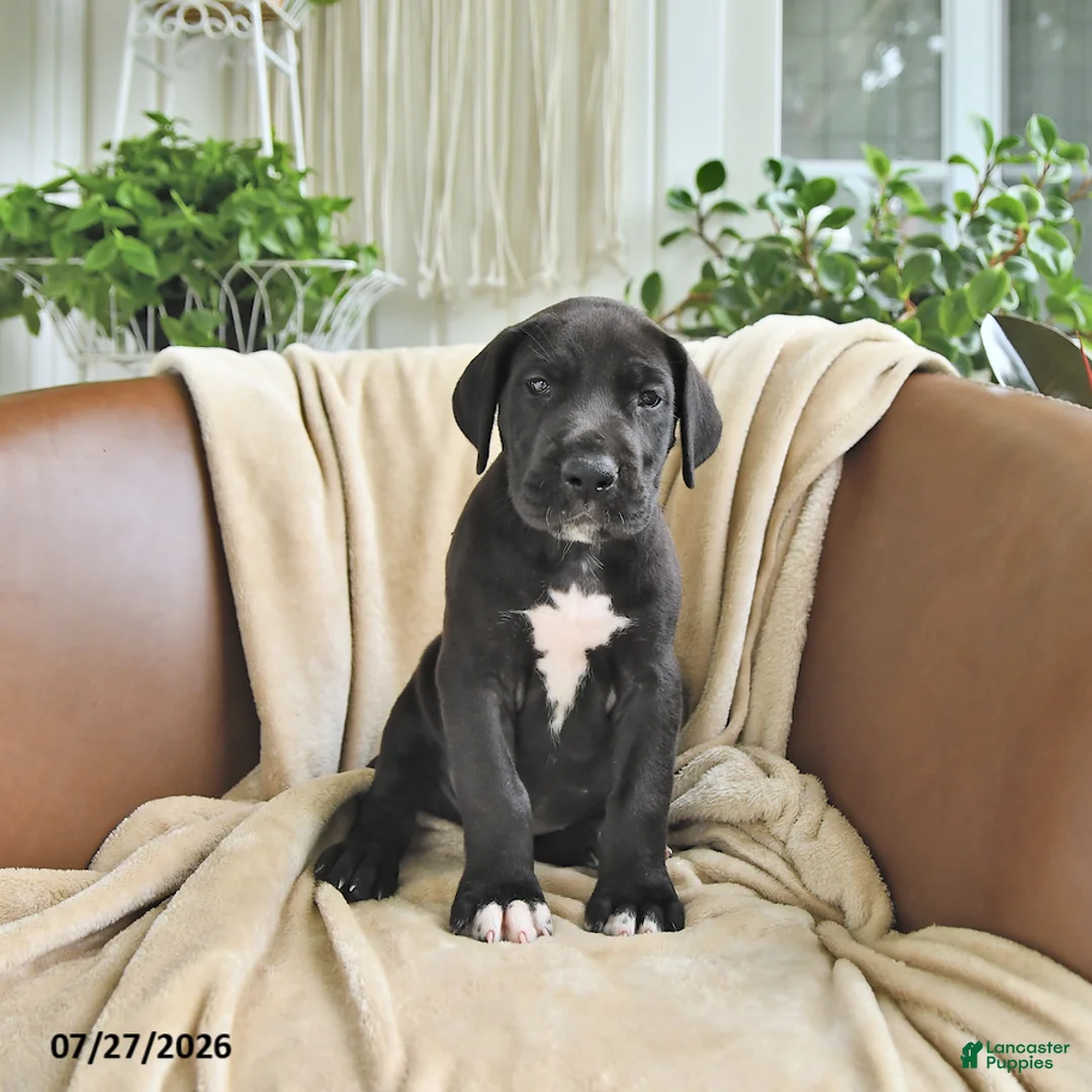 Great Dane dogs for sale: Bridget - Ad 1
