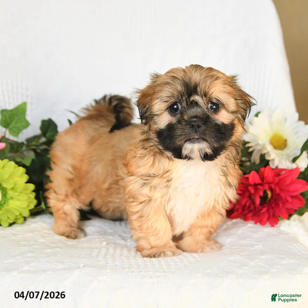 Shih Tzu dogs for sale: Ivy - Ad 2